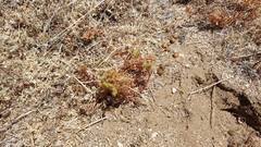 Lastarriaea coriacea