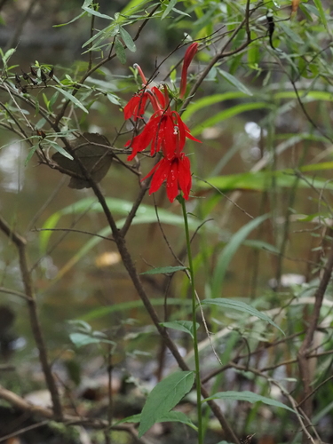 cardinal flower