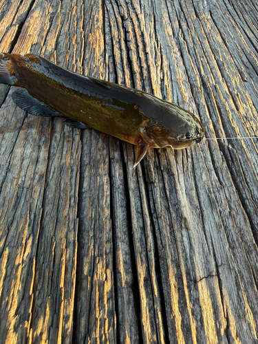 Yellow Bullhead