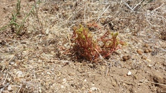 Lastarriaea coriacea