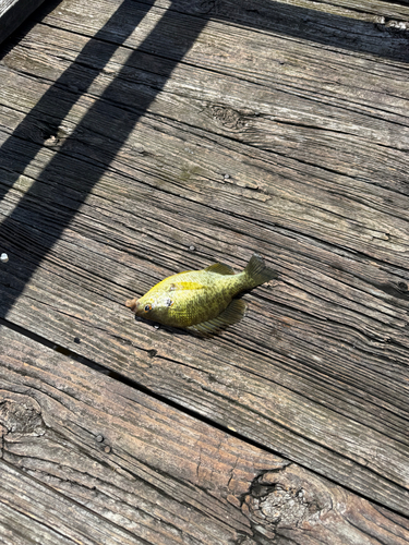 Redear Sunfish