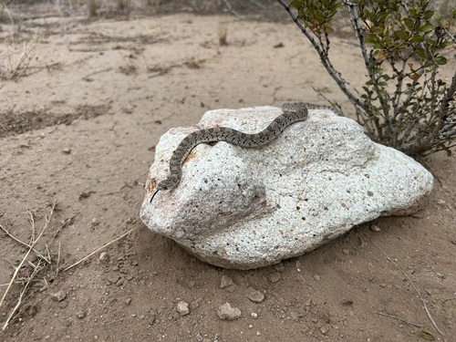 Chihuahuan Hook-nosed Snake