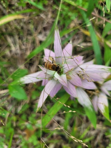 Western Honey Bee
