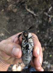 Tetralobus flabellicornis