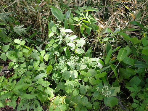Clematis stans, photograph 2