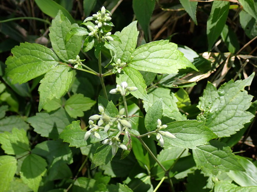 Clematis stans, photograph 1