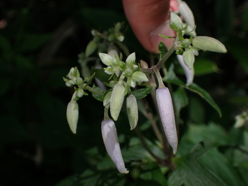 Clematis stans