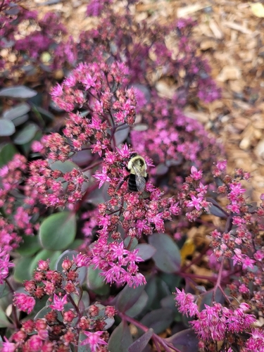 Common Eastern Bumble Bee