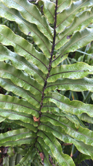 Blechnum novae-zelandiae