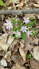 Thalictrum thalictroides