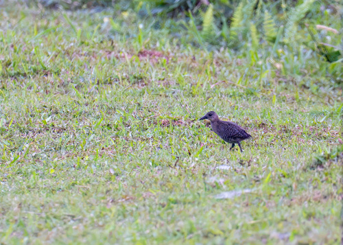 Slaty-breasted Rail