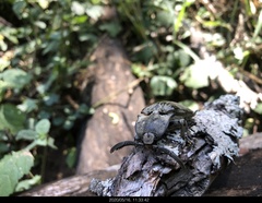 Tetralobus flabellicornis