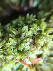 Brotherella recurvans