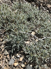 Chaenactis santolinoides