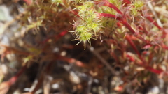 Lastarriaea coriacea