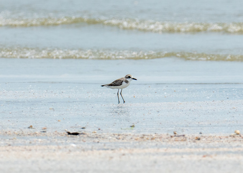 Greater Sand-Plover