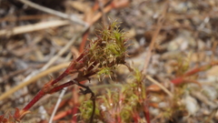 Lastarriaea coriacea