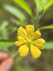 Ludwigia leptocarpa, photograph (c) Megan Herrmann, some rights reserved (CC BY)