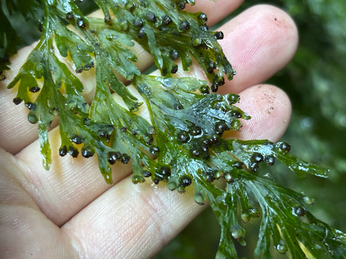 Hymenophyllum dilatatum, photograph 2