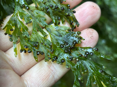(c) Damon H, some rights reserved (CC BY) Hymenophyllum dilatatum, photograph (c) Damon H, some rights reserved (CC BY)