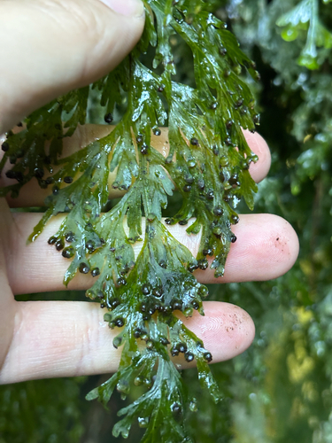 Hymenophyllum dilatatum, photograph 3