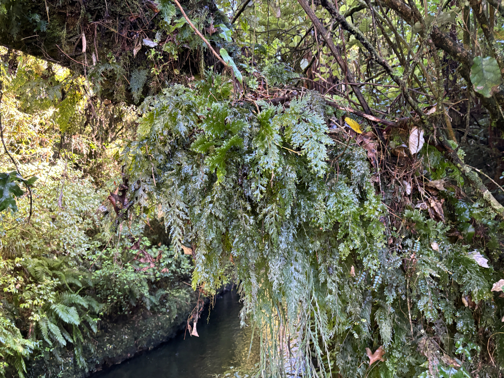 Hymenophyllum dilatatum; photograph (c) Damon H, some rights reserved (CC BY)