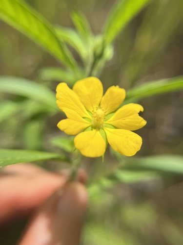 Ludwigia leptocarpa, photograph 2