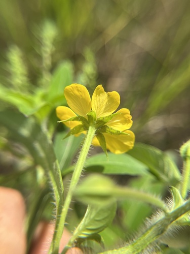 Ludwigia leptocarpa, photograph 3