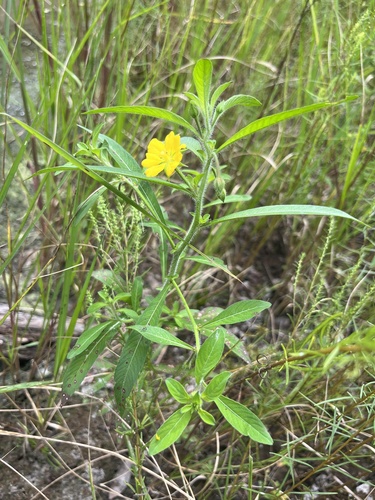 Ludwigia leptocarpa, photograph 5