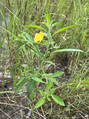 Ludwigia leptocarpa, photograph (c) Megan Herrmann, some rights reserved (CC BY)