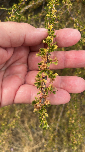 Antelope Bitterbrush