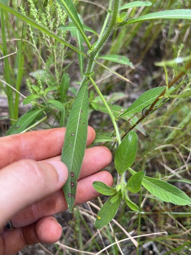 Ludwigia leptocarpa, photograph 6