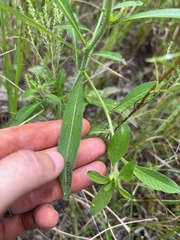 Ludwigia leptocarpa, photograph (c) Megan Herrmann, some rights reserved (CC BY)