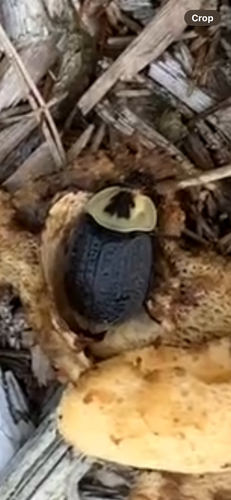 American Carrion Beetle