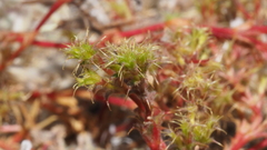 Lastarriaea coriacea