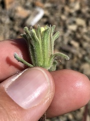 Chaenactis santolinoides