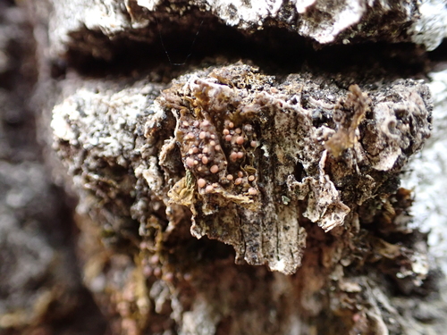 Blistered Jelly Lichen