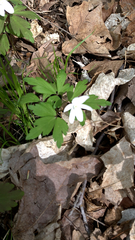 Anemonoides quinquefolia