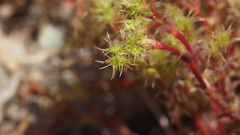 Lastarriaea coriacea