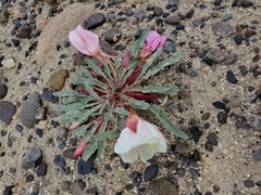 Oenothera nuttallii