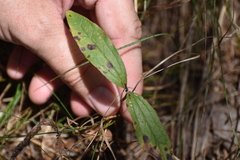 Clematis ochroleuca