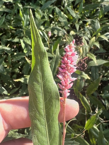 iNaturalist observation photo of water smartweed