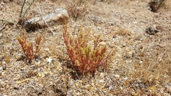 Lastarriaea coriacea