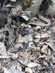Thamnophis sirtalis