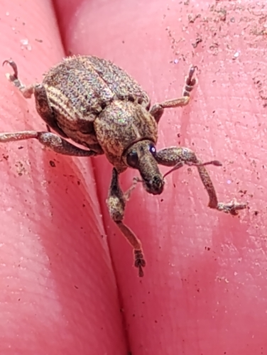 Clover Leaf Weevil