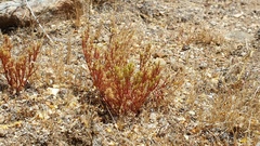 Lastarriaea coriacea