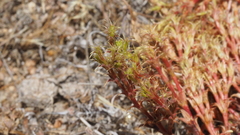 Lastarriaea coriacea