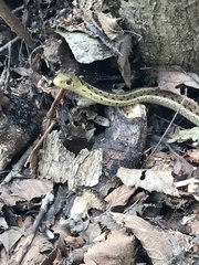 Thamnophis sirtalis