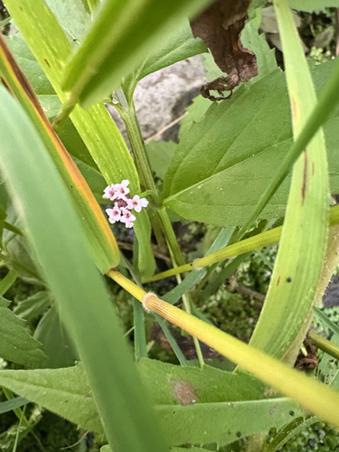 lanceleaf frogfruit