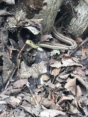 Thamnophis sirtalis